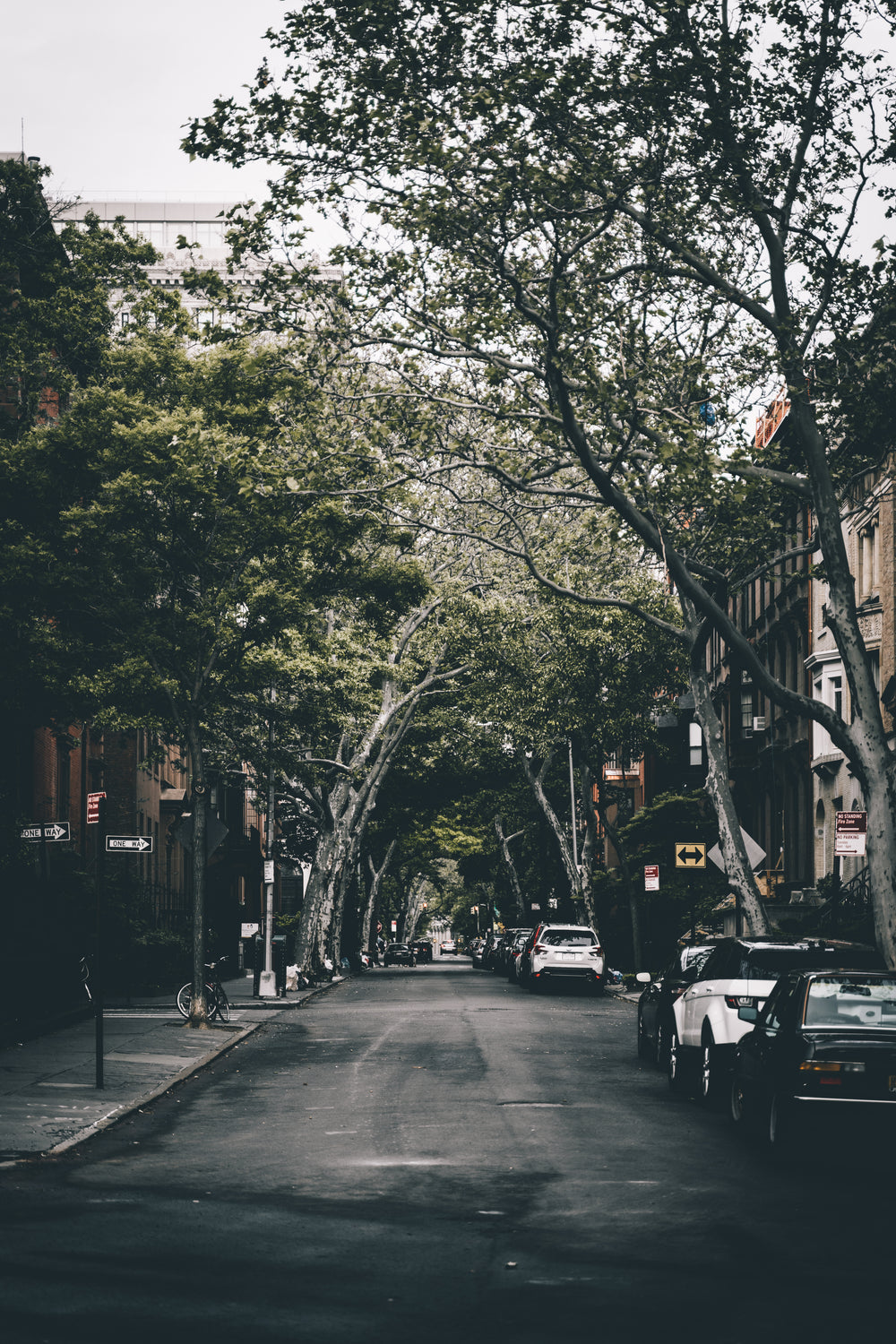 urban tree bridge