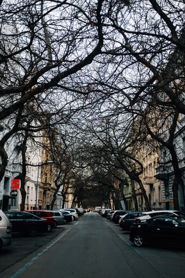 urban tree bridge