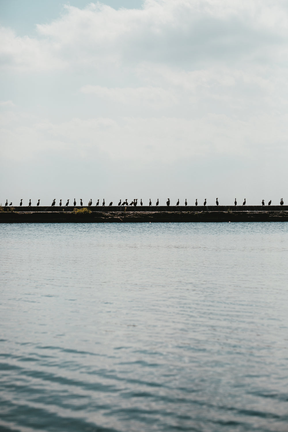 vertical birds on waters edge