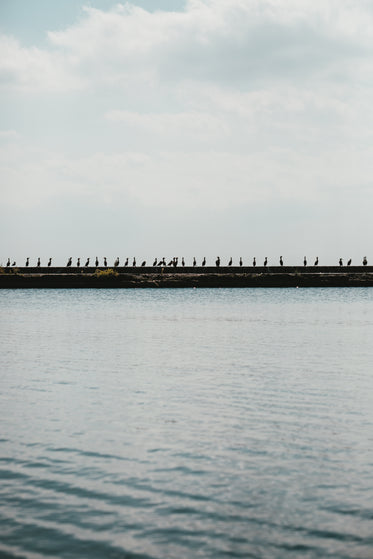 vertical birds on waters edge