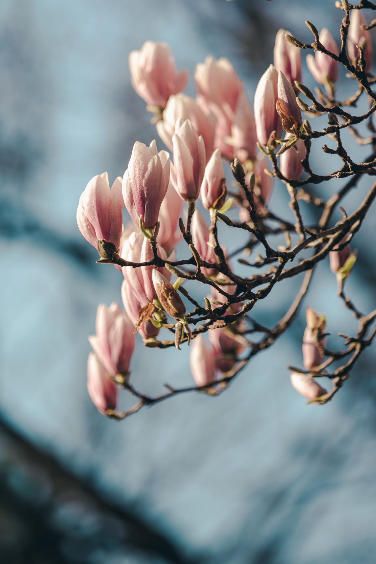 vertical photo of full magnolia tree branch