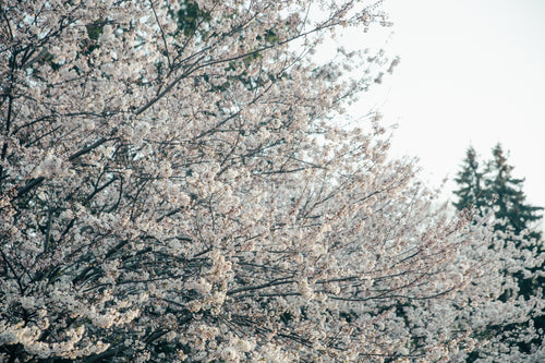 very full large cherry blossom tree