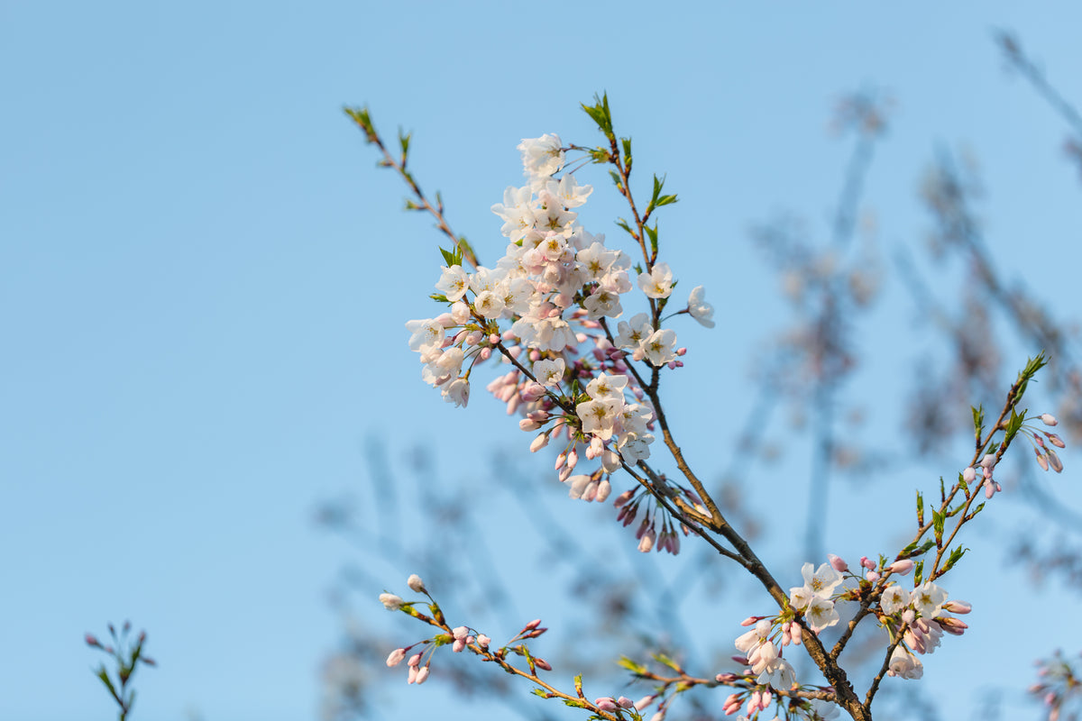 vibrant blooming cherry blossom branch