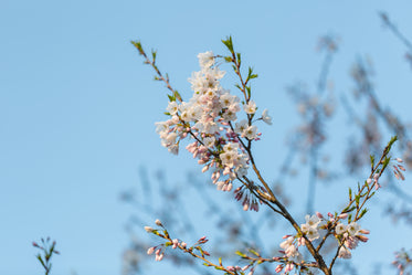 vibrant blooming cherry blossom branch