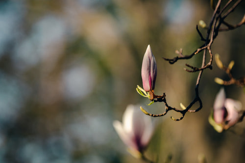 vibrant branch with one magnolia bloom