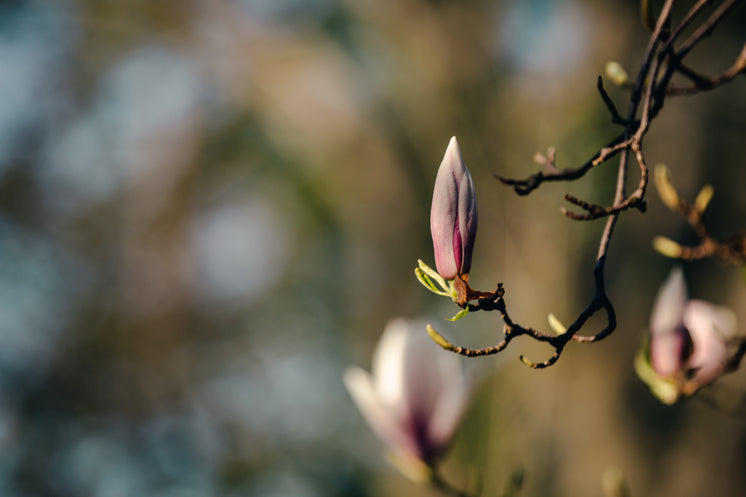 Vibrant Branch With One Magnolia Bloom