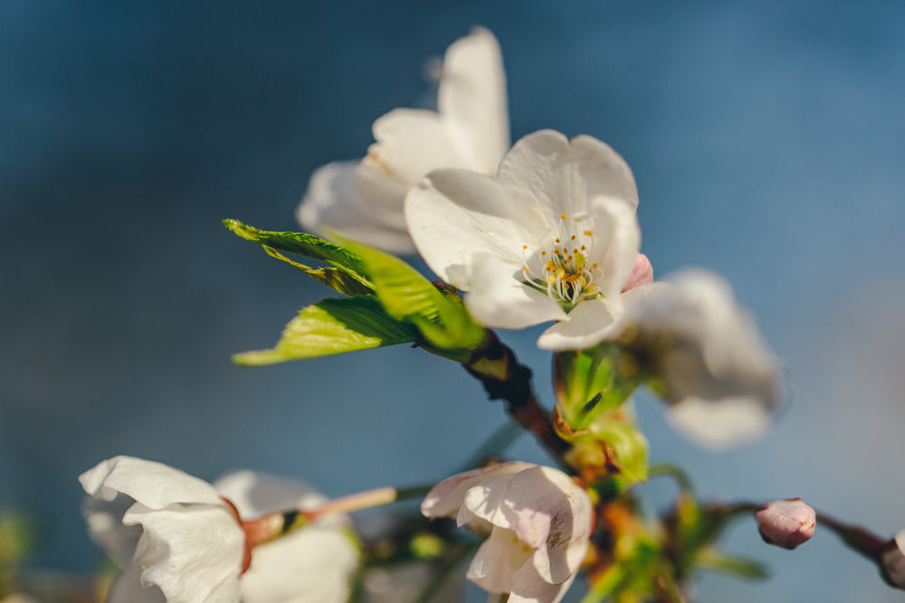 vibrant cherry blossom macro photo