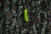 vibrant green caterpillar in a tree