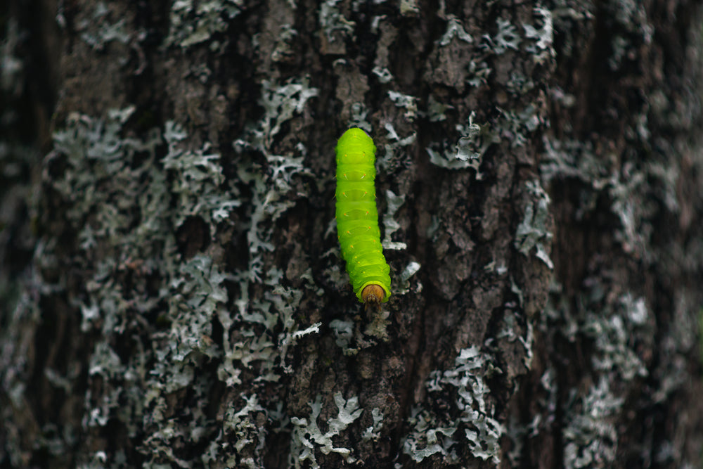 Caterpillar