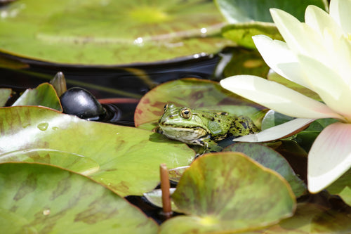 vibrant green frog on a lily pad alone