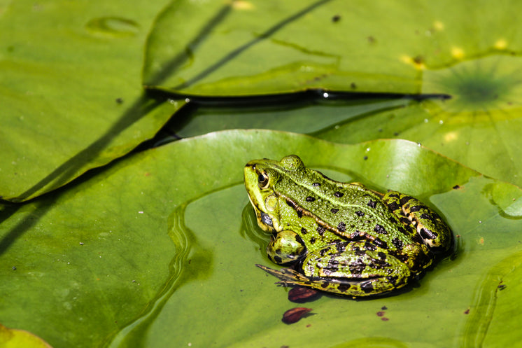 vibrant-green-frog-sits-alone-on-a-lily-
