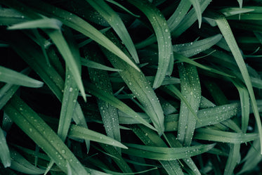 vibrant green grass blades and water droplets