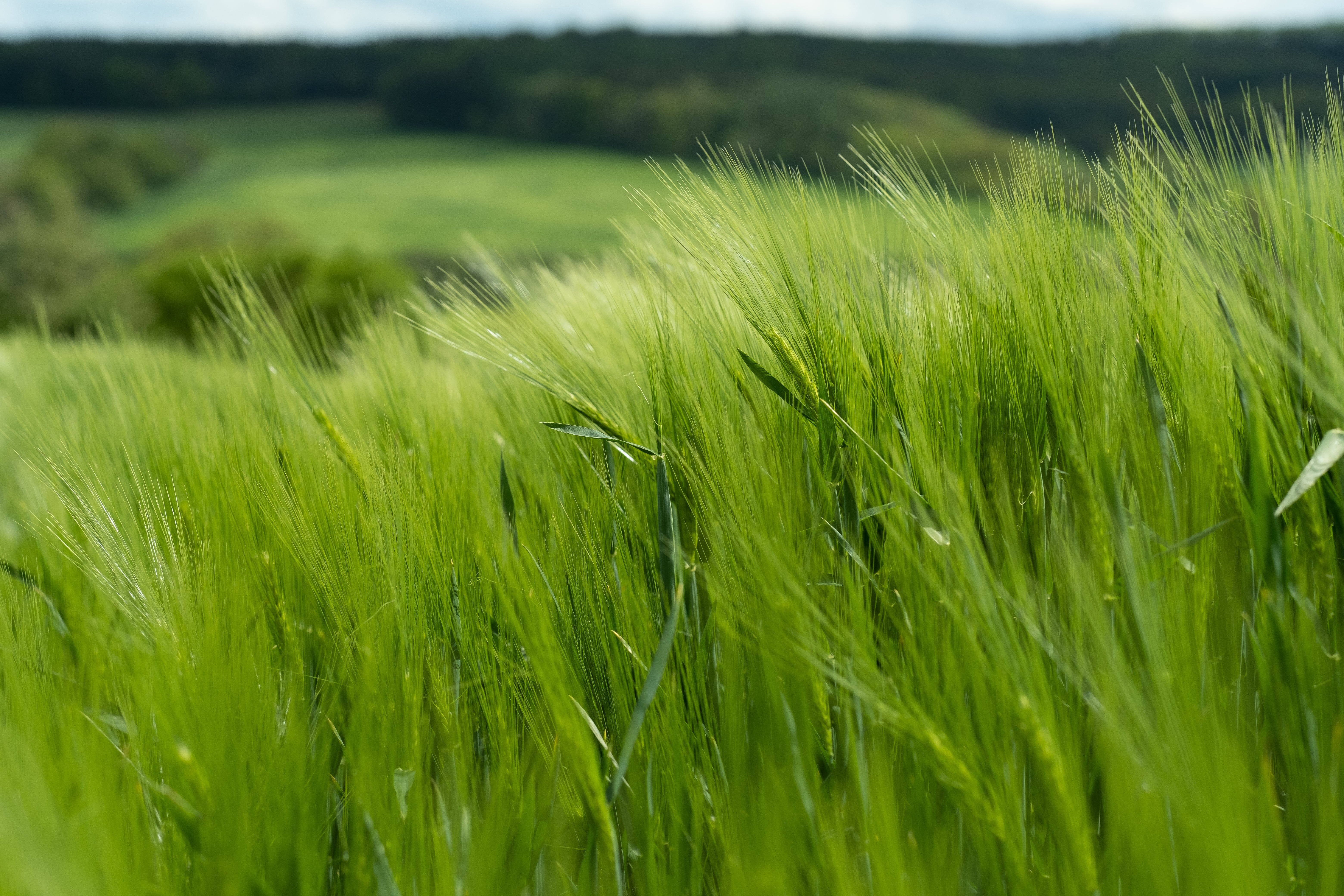 Grassy Hillside On Image & Photo (Free Trial)