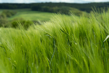 vibrant green grassy plant with rolling hillside behind