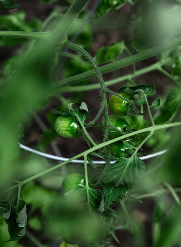 vibrant green leaves and fruit of a tomato plant