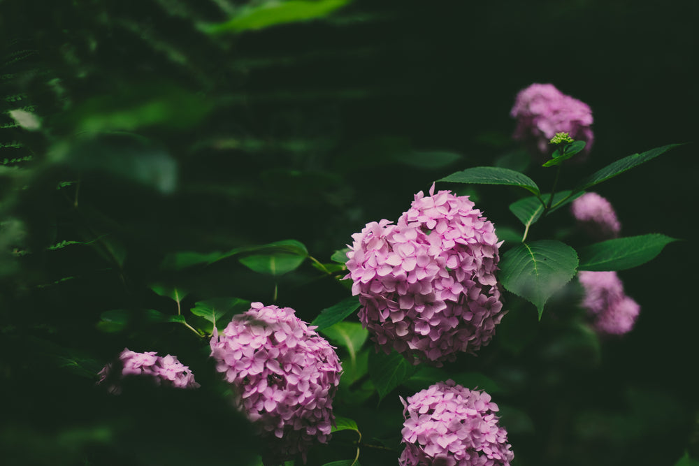 vibrant hydrangea on branches