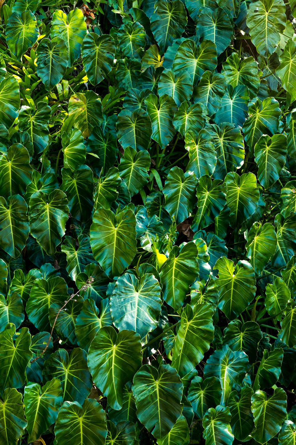 vibrant leaves in green and yellow fill the frame