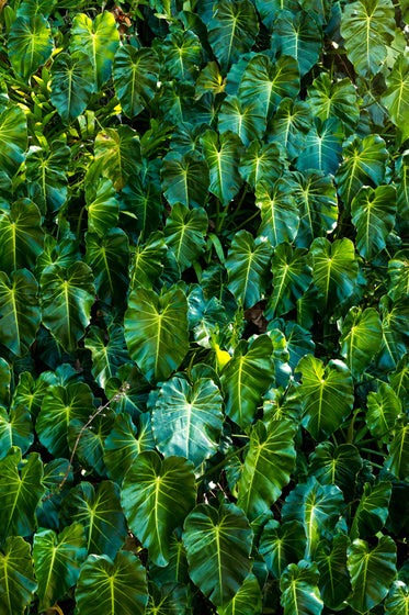 vibrant leaves in green and yellow fill the frame