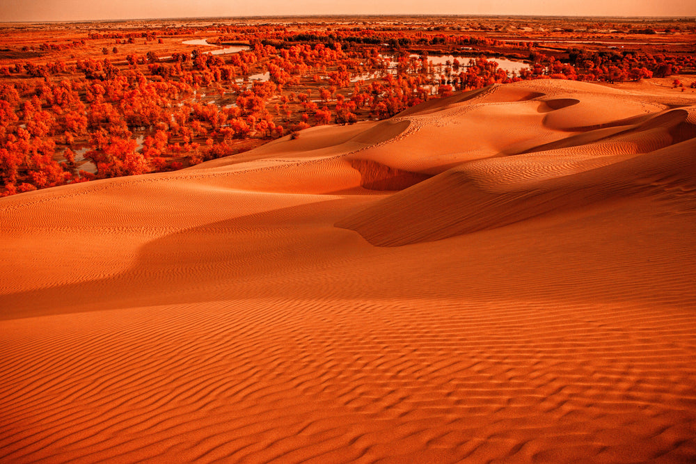 Vibrant Orange Landscape Of Sand Dunes And Trees