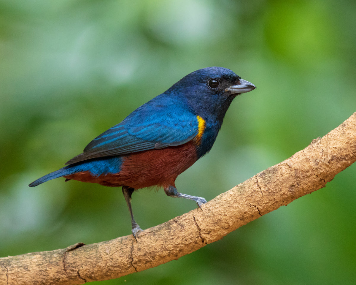 树枝上有一只鲜艳的红蓝相间的鸟