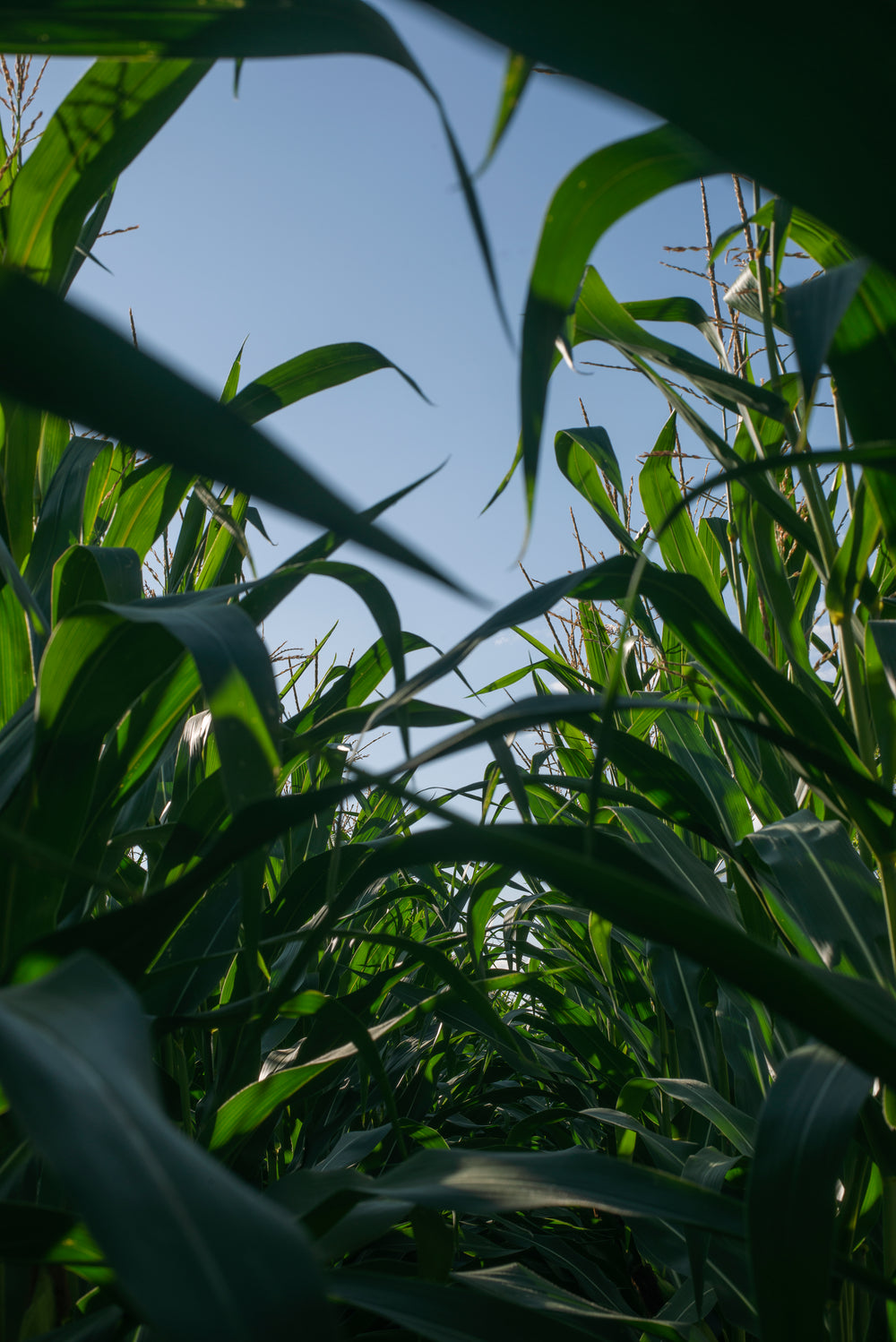 view between corn stocks against a blue sky