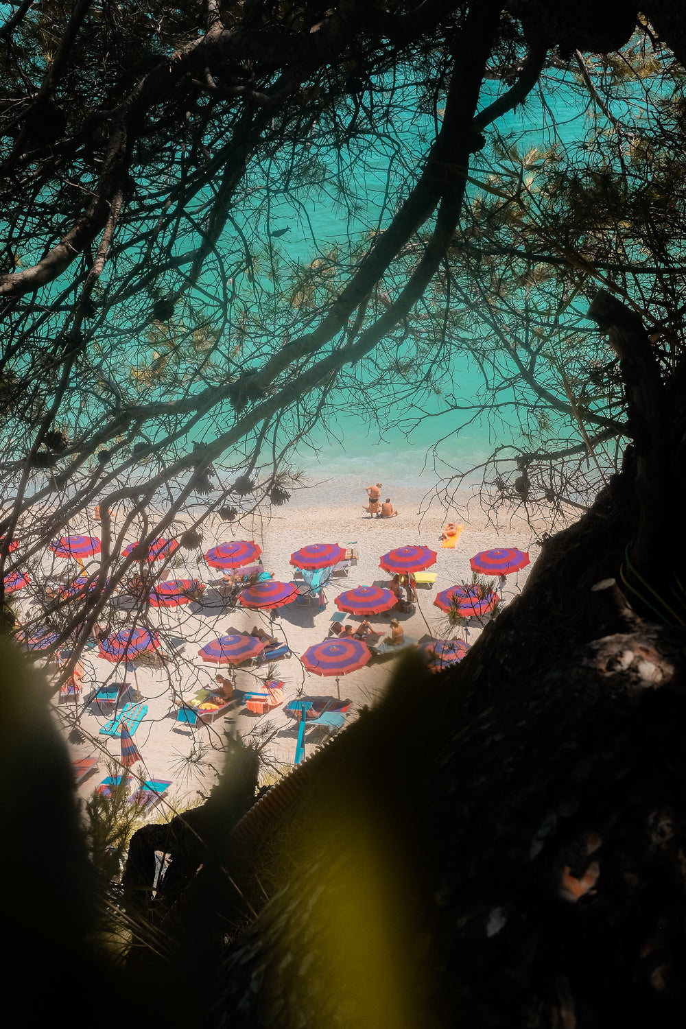 view of a busy beach through branches of a tree