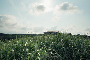 view of a house through grass