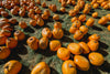 view of pumpkins from above