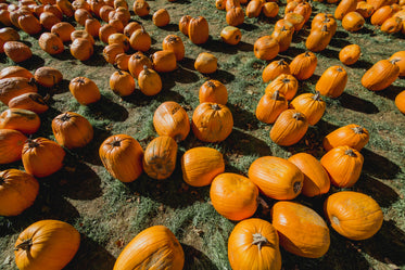 view of pumpkins from above