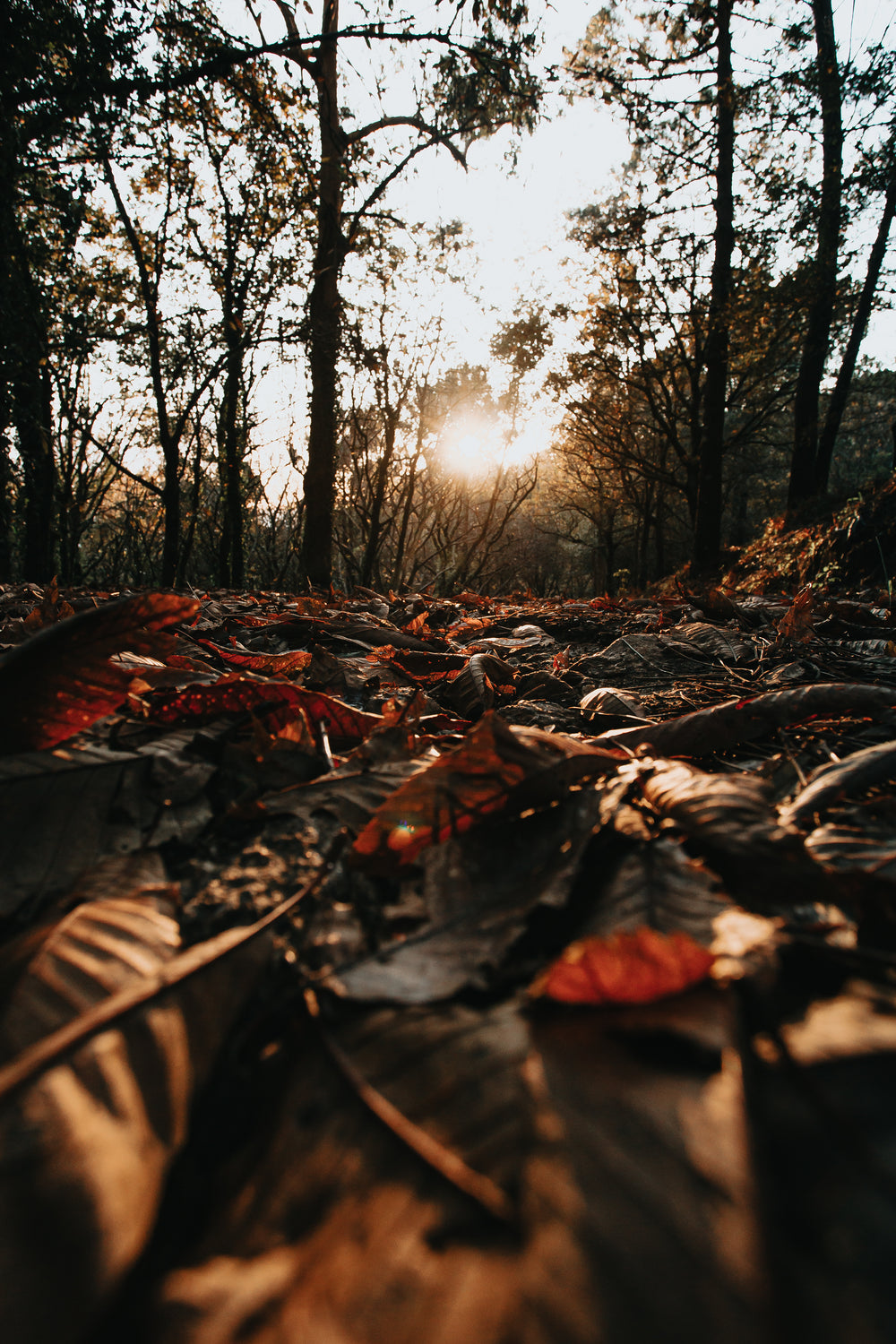 view of the forest floor