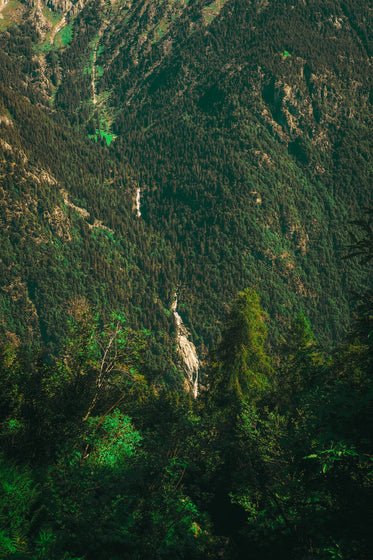 view of trees from above