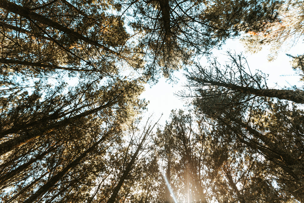 view of treetops from the forest floor