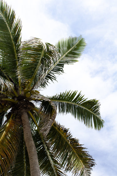 view through palm tree to cloudy sky