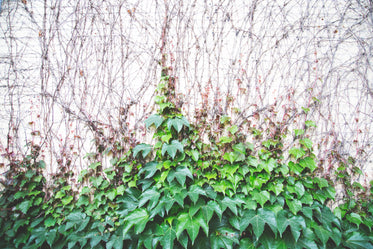 Vine Brick Background