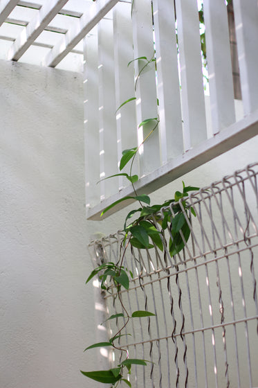 vine growing on interior lattice