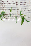 vine hanging on ceiling with white wall
