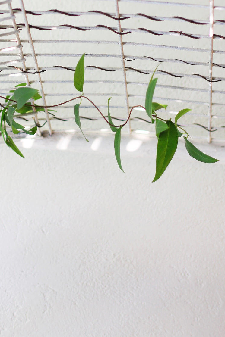 vine-hanging-on-ceiling-with-white-wall.jpg?width=746&format=pjpg&exif=0&iptc=0