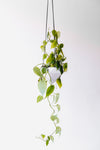 vine in hanging planter