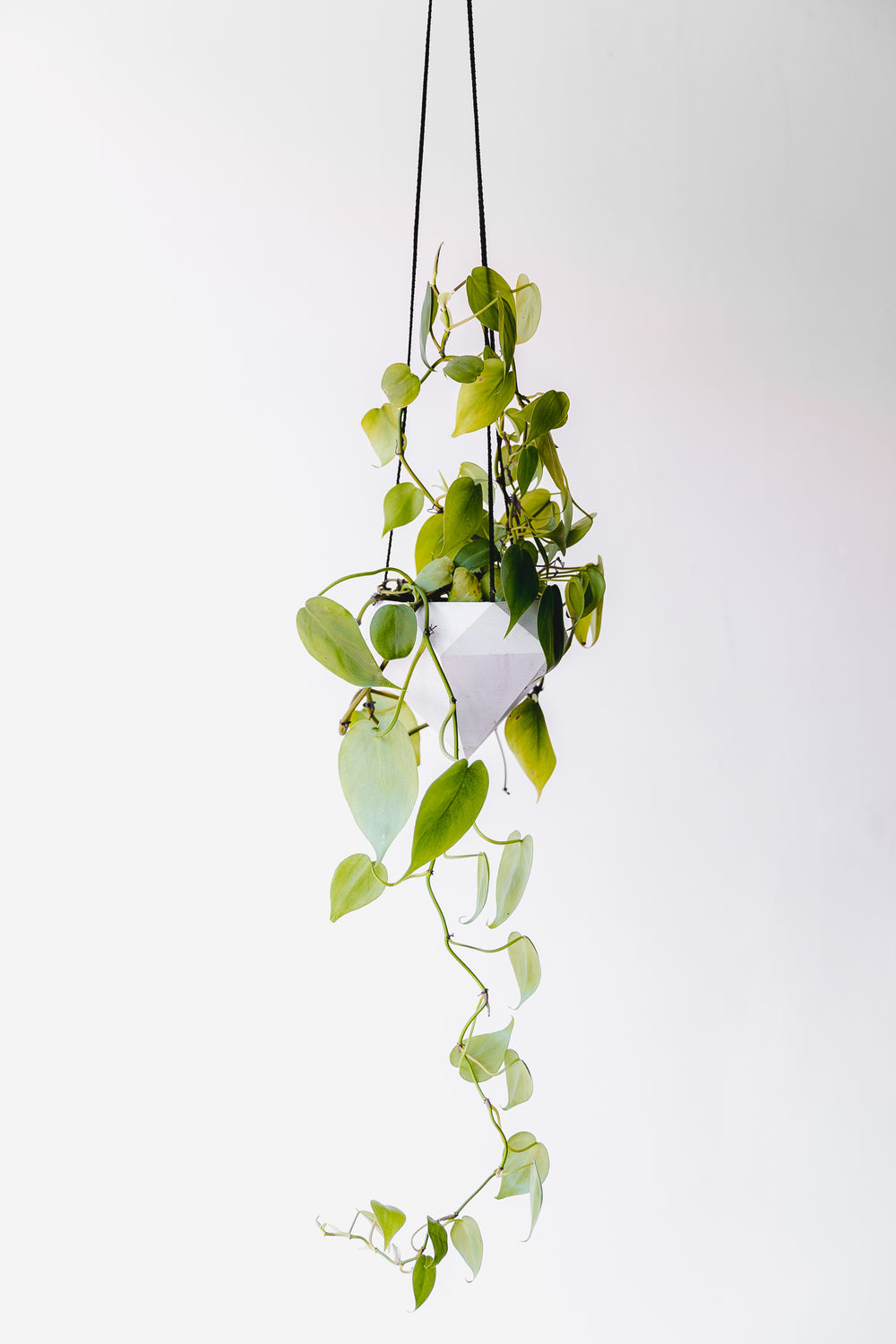 vine in hanging planter