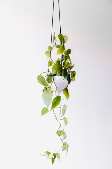 vine in hanging planter