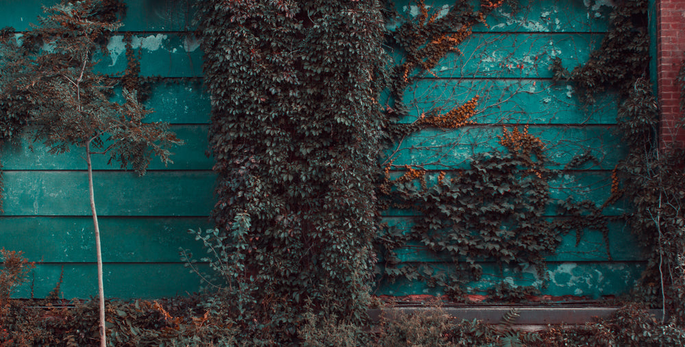 vines grow wild on teal wall