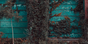 vines grow wild on teal wall