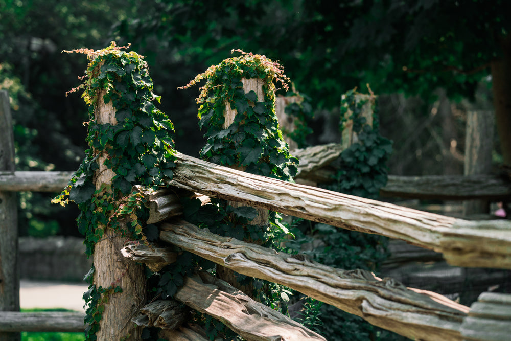 vines on barnyard fence