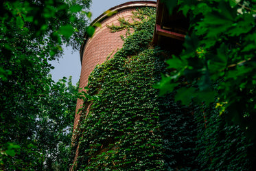 vines on silo