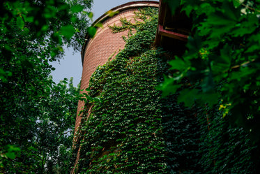 vines on silo