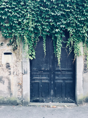 vines overgrow aging black doors