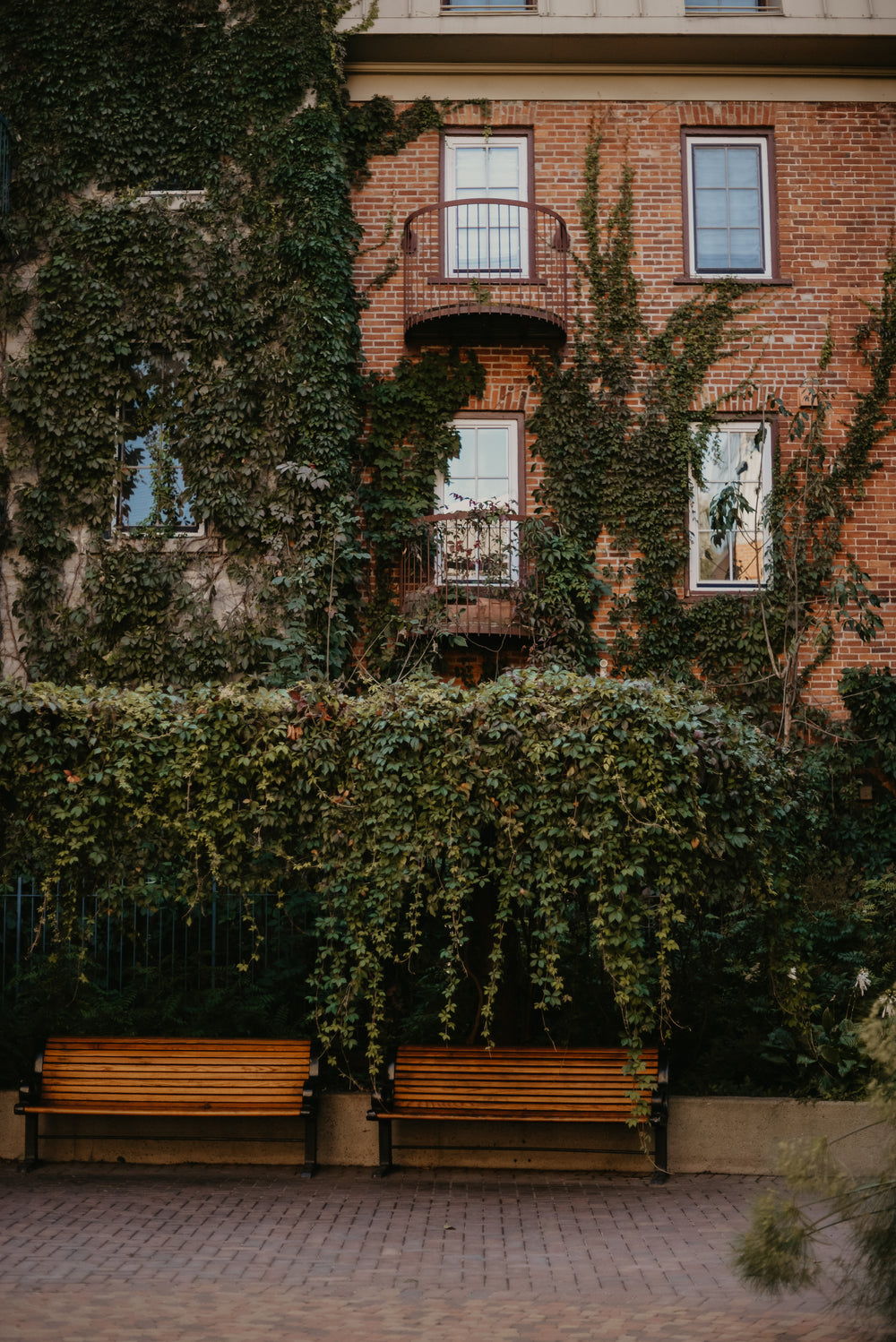 vines take over brick home