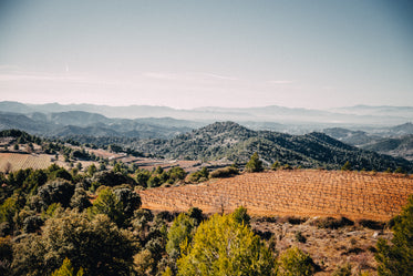 vineyard and mountains