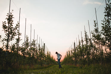 vineyard at sunset