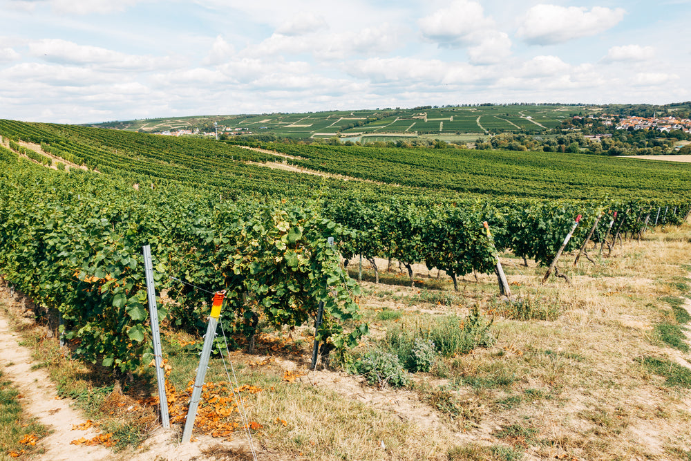 vineyard cascading over hillside
